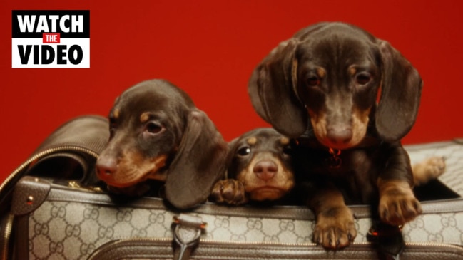 Gucci launches luxury pet collection: $12k dog bed, $630 poo bag