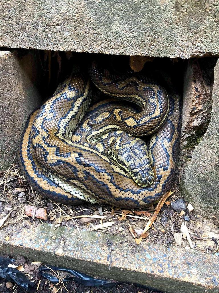 Gold Coast and Brisbane Snake Catcher Tony Harrison's best photos. Photo: Gold Coast and Brisbane Snake Catcher