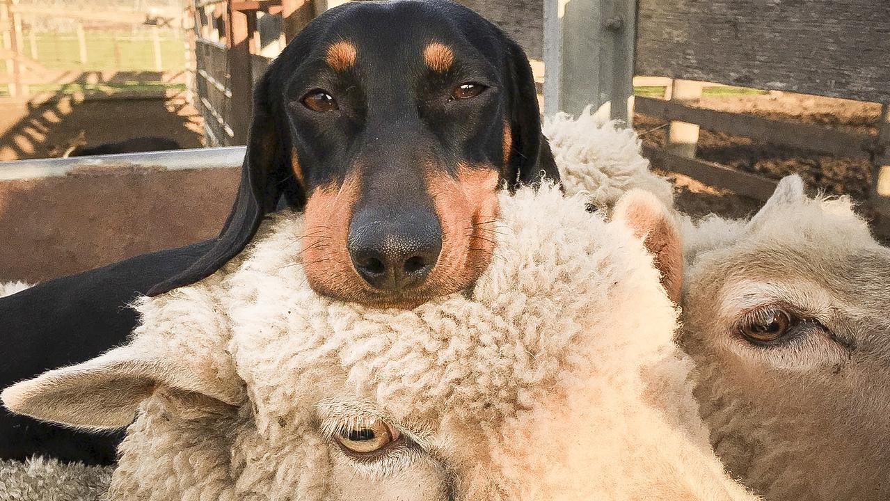 Sausage store dog farm