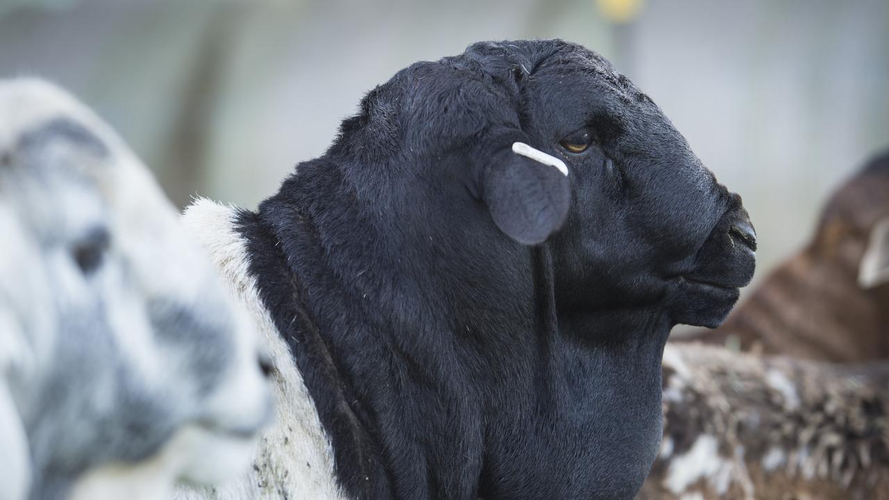 A traditional blakc-headed Persian ram at Coolibah Persian Sheep Stud. Picture: Zoe Phillips