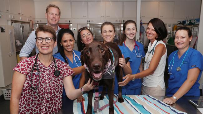 MJ with the team from the Animal Emergency Service that saved her. Picture Glenn Hampson