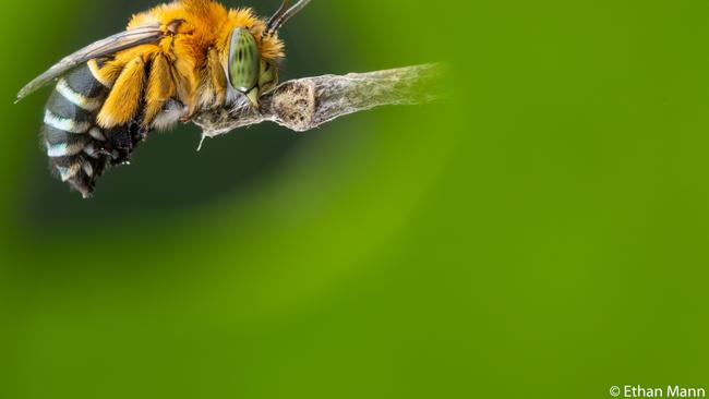 Animal Behaviour - Roosting Bee by Ethan Mann, Queensland. Each afternoon this male blue banded bee returns to his chosen twig and clings to it with his mandibles. Sunshine Coast, Queensland.