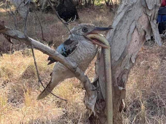 A Kookaburra dines out on a snake. Picture: Kirk Morton