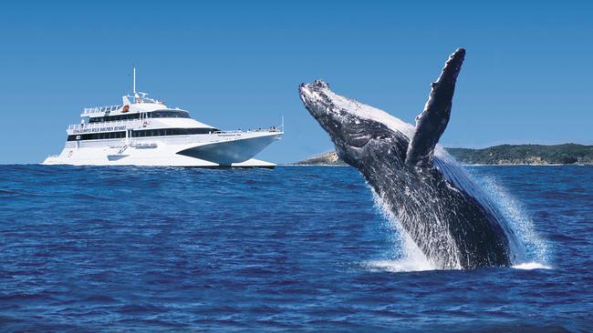 Whale watching off Tangalooma Island Resort, Moreton Island, Queensland.