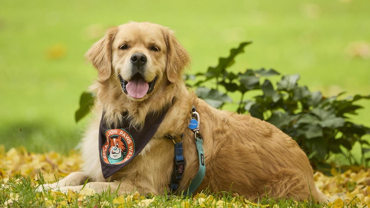 Million Paws Walk in the Adelaide Botanic Gardens. Picture: Matt Loxton