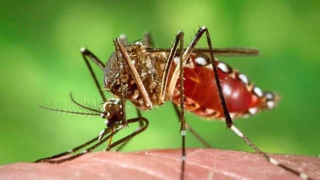 Possible dengue case in the Whitsunday. Picture: Contributed