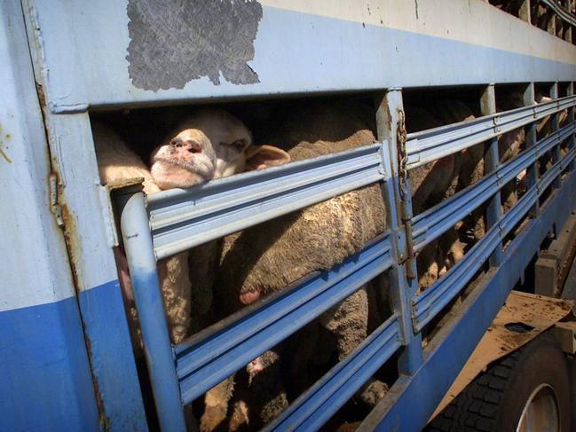 The sheep livestock vessel docked at Fremantle Port, Western Australia, has been docked since May 22. The sheep pictured are not on this vessel. Picture: Ross Swanborough