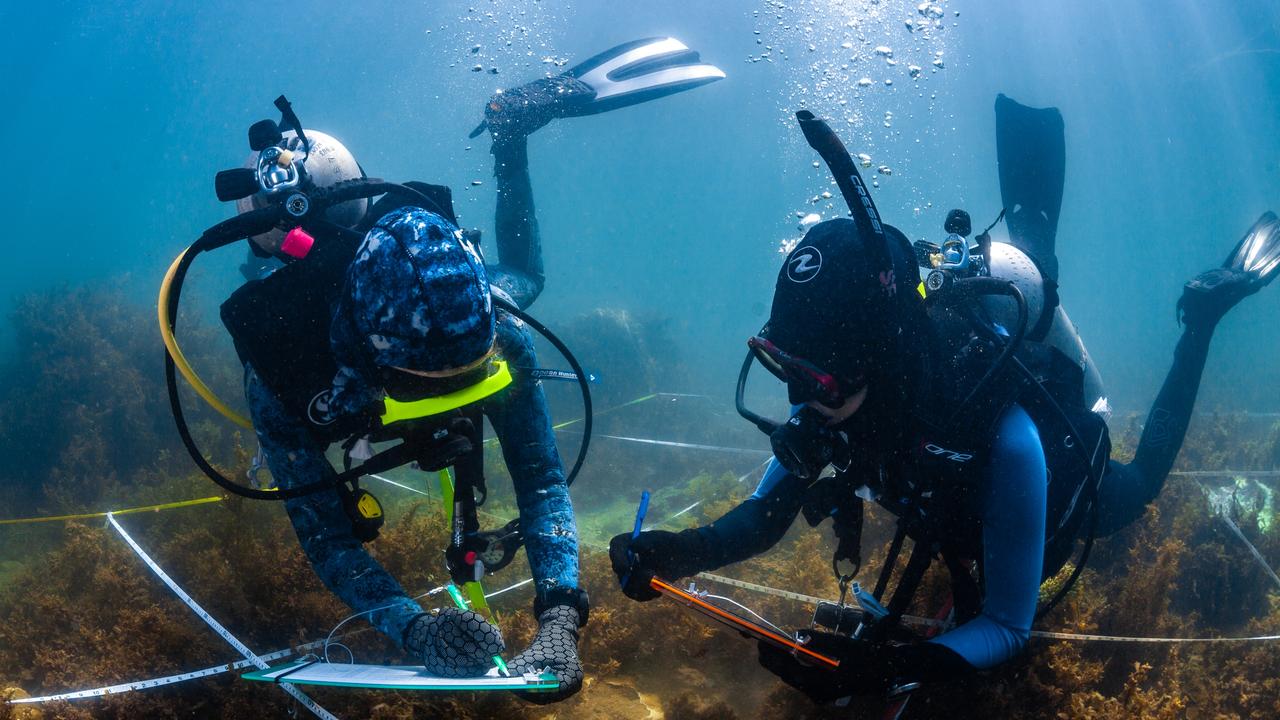 JCU discovery buoys coral survival rates