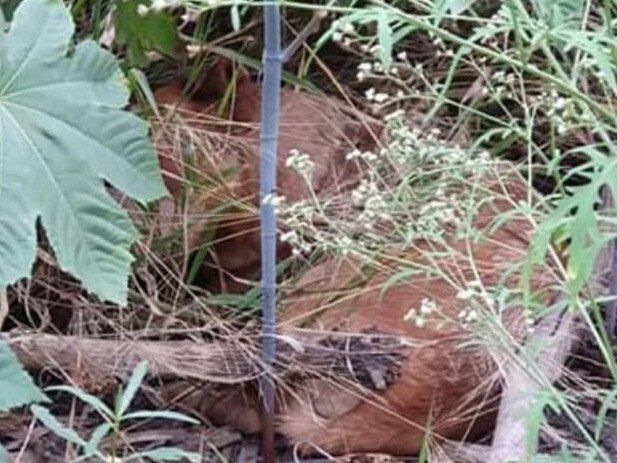 The investigation into the death and injuries of two cattle dogs found in Central Queensland in July has been completed. Picture: Supplied