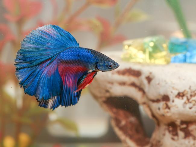 betta fish Aquarian fish swims in aquarium water