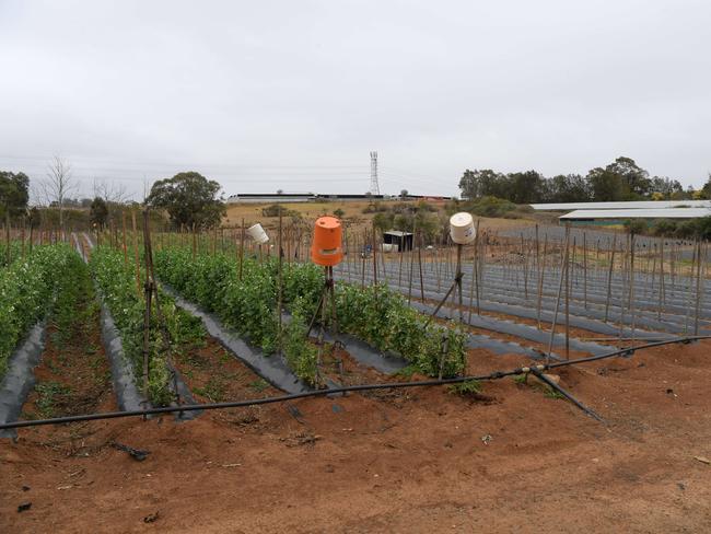 Farmland at Horsley Park. Pic: Simon Bullard