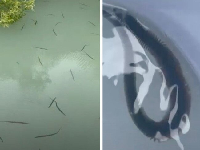A fisherman in North Queensland has filmed a rare  occurrence in nature while out fishing with his daughter.