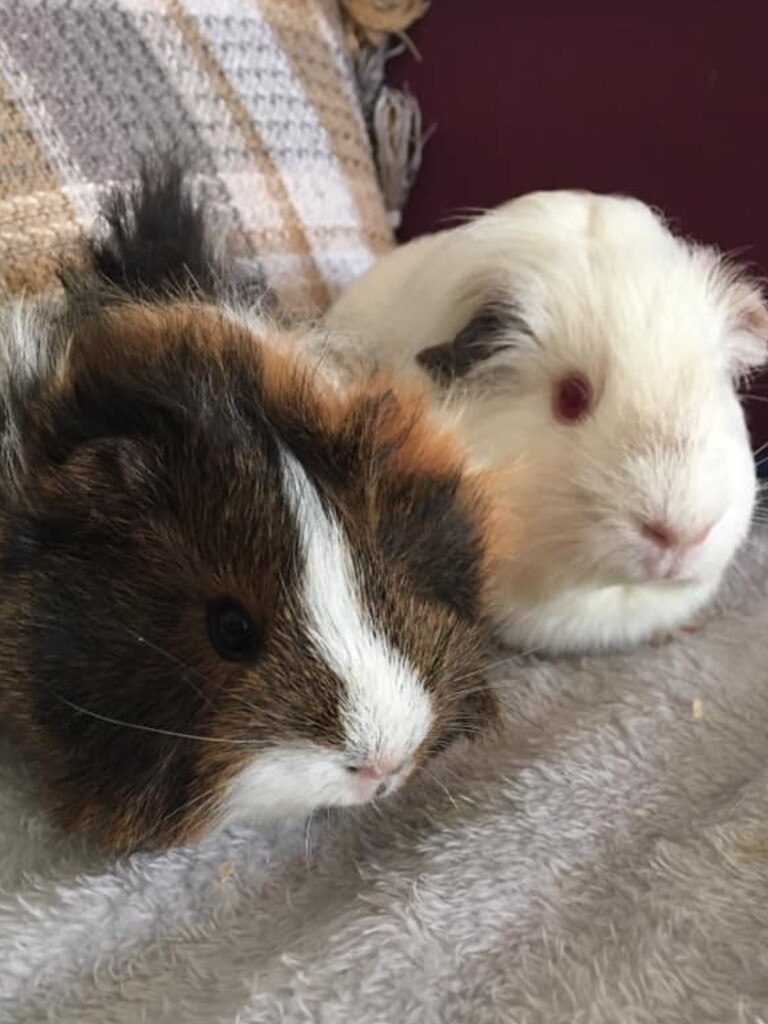 My guinea pigs Cazna and Patty are one-year-old and sweet, friendly girls. They are best friends and do everything together. Picture: Donna Douglas