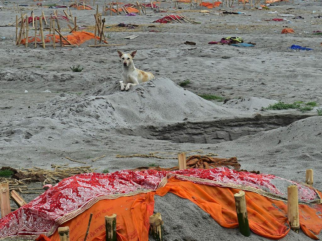 A dog is seen near the remains of suspected COVID-19 victims and others buried in shallow graves on the banks of the Ganges River in Shringaverpur village. Picture: AFP