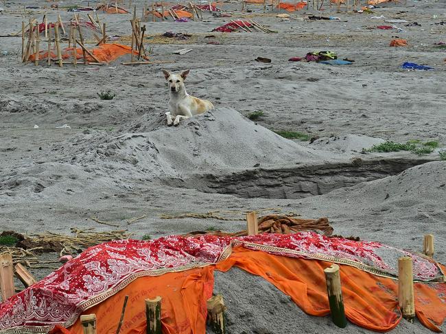 A dog is seen near the remains of suspected COVID-19 victims and others buried in shallow graves on the banks of the Ganges River in Shringaverpur village. Picture: AFP