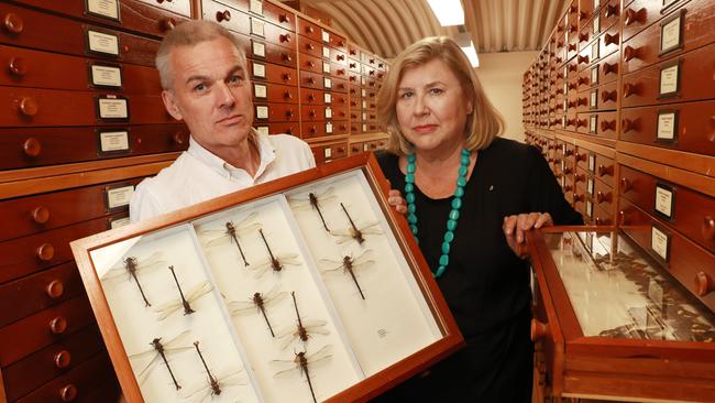 Kim McKay, CEO of the Australian Museum and Dr Chris Reid, principal entomologist with 'Petalura Gigantea' or giant dragonfly's endangered specimens at the Australian Museum in Sydney. John Feder/The Australian.