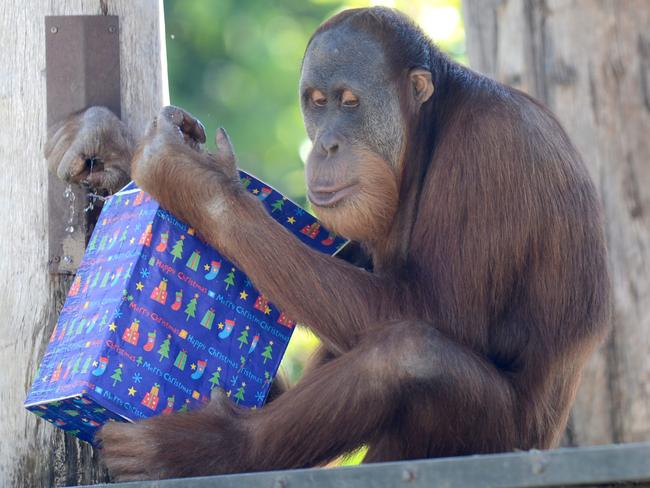 Malu unwraps a Christmas present in 2012.