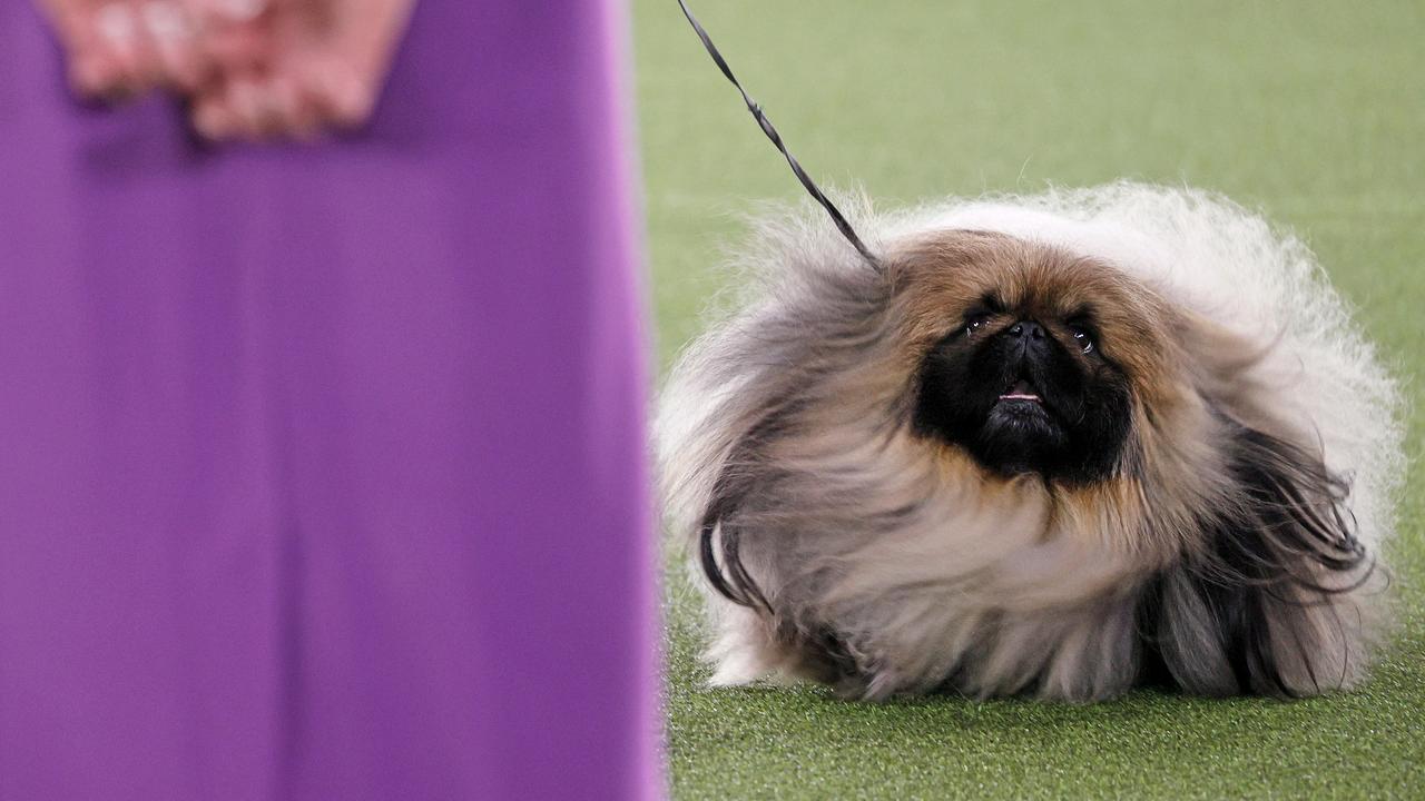 Wasabi the Pekingese won Best in Show at the 145th Annual Westminster Dog Show in New York. Picture: Michael Loccisano/Getty Images