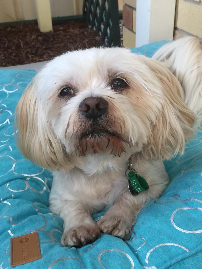 Tiger: Let’s here it for Saturday sleep-ins! This lovely pupalways gets out on the right side of bed.