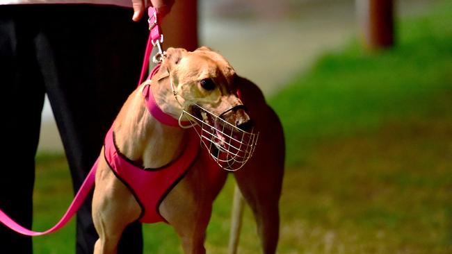 A generic photo of a greyhound. Picture: file.