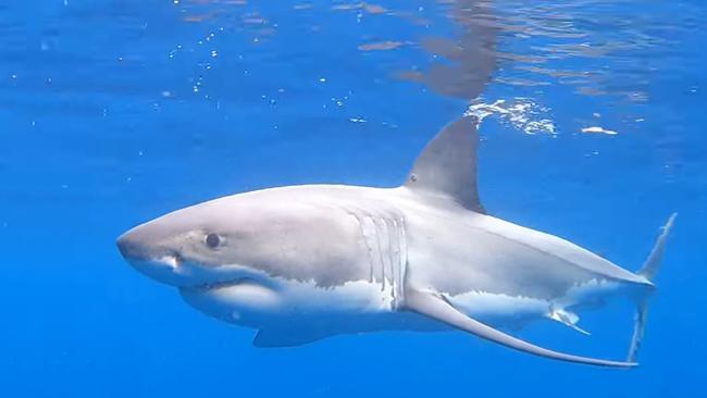 The great white shark as it circled the fishing family's boat off the coast of Mooloolaba. Picture: SuppliedÂ