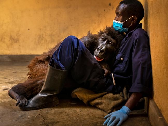 Ndakasi’s passing by Brent Stirton, South Africa Winner, Photojournalism Brent Stirton shares the closing chapter of the story of a much-loved mountain gorilla. Brent photographed Ndakasi’s rescue as a two-month-old after her troop was brutally killed by a powerful charcoal mafia as a threat to park rangers.