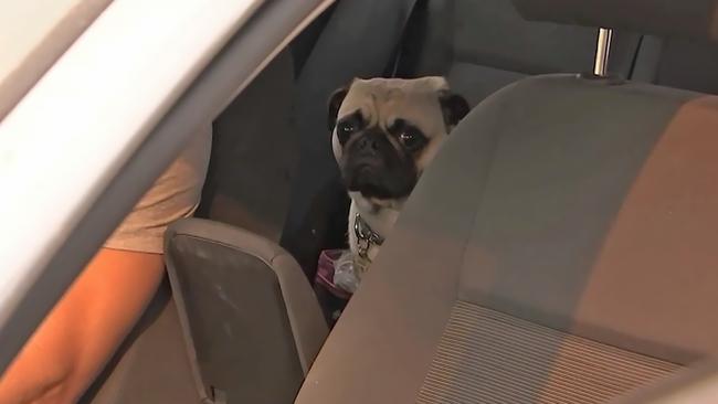 The pug was taken by police. Picture: NSW Police Force