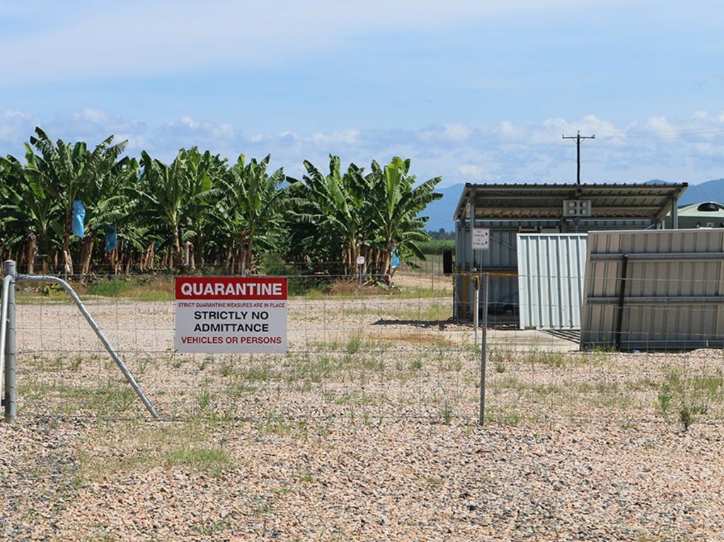 Biosecurity Queensland and the Australian Banana Growers’ Council want to hear how banana growers are facing the challenges of Panama TR4.