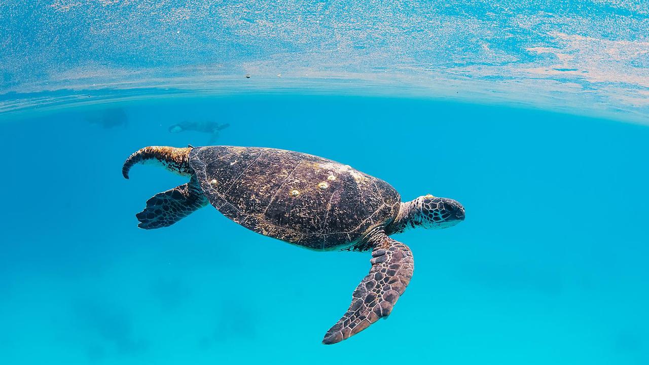 Sea turtles: Photos show violent mating season in Great Barrier Reef ...