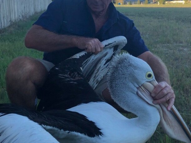 Rowley Goonan of Wild Bird Rescues Gold Coast with a pelican with necrotic fish hook wound in wing PICTURE: Wild Bird Rescues Gold Coast