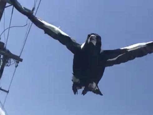 Swooping Magpie attacking Postie Jeff Kreis, stills from Video