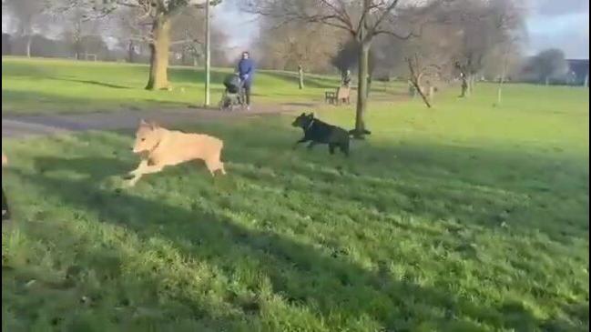 Guide Dog Brothers 'Recognise Each Other' on Reuniting After Almost 10 Years Apart