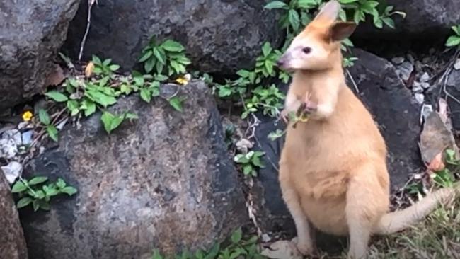 A golden swamp wallaby, normally found on offshore islands, photographed at Elanora on the southern Gold Coast.