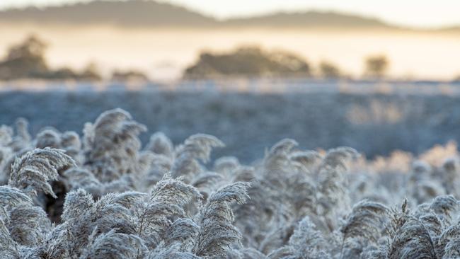 Frosty conditions at Lancefield. Picture: Zoe Phillips