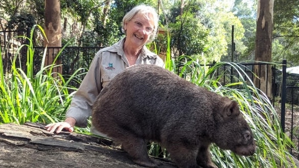 Deborah Ireland volunteers at Blackbutt Reserve. With one of the many native animals she looks after. Supplied.