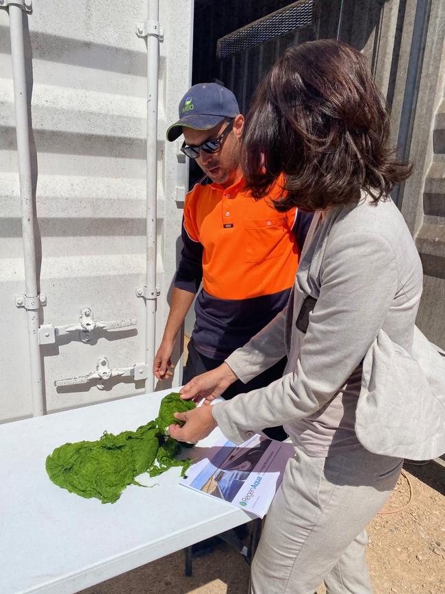 Examining the macroalgae (seaweed) which is then processed into a biostimulant to replace conventional fertilisers. Picture: Supplied.