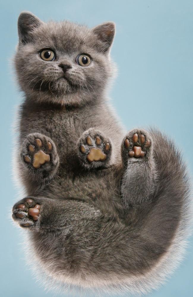 Look at this six-week-old British shorthair kitten’s purr-fect little paws. Picture: David Caird