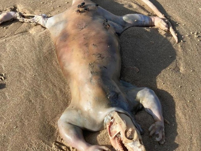 Mystery solved after ‘alien’ found on beach