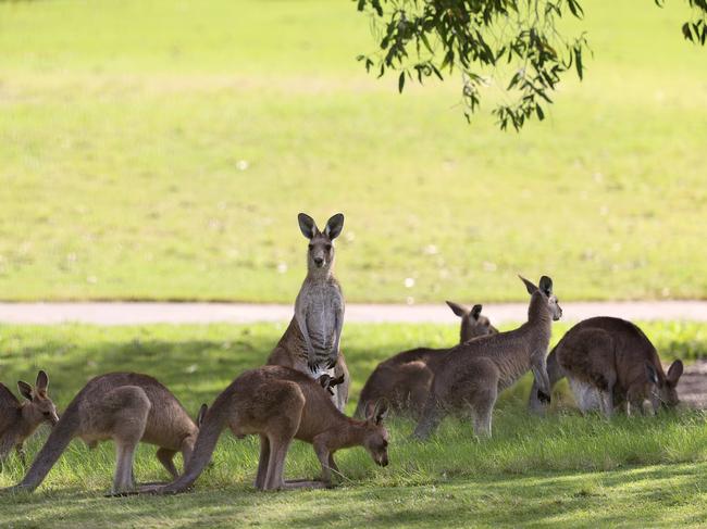 Industry leaders say culling is necessary to manage kangaroo populations. Picture: Adam Head