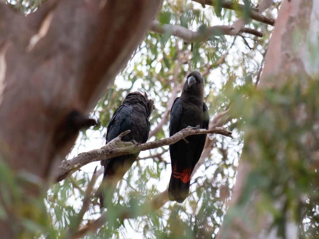 Cockatoo sightings bring hope to bushfire-ravaged Kangaroo Island. Picture: WWF Australia