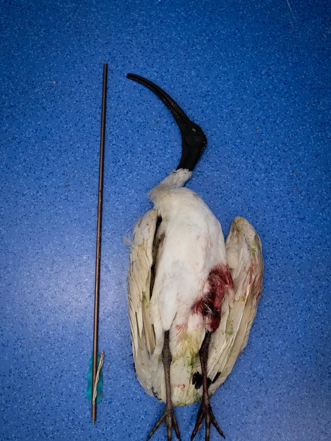 An ibis shot with an arrow had to be euthanised. Picture: Supplied