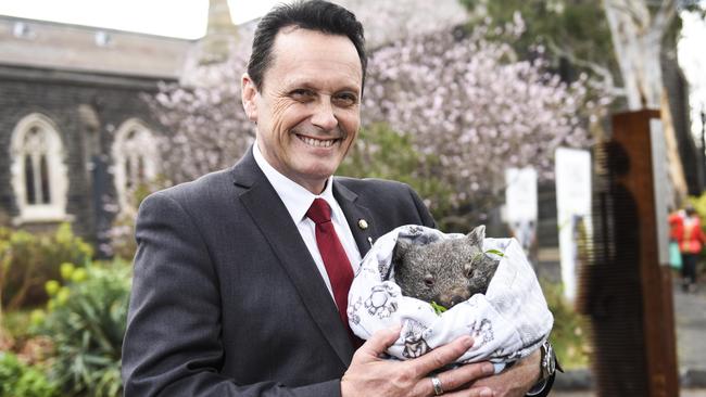 Victorian Animal Justice party MP Andy Meddick with a wombat at Abbotsford Convent, Melbourne. Picture: Dannika Bonser