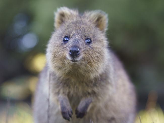 HIBERNATION **ONE TIME USE** Award-winning Aussie (Perth-based) photographer, Alex Cearns, has been travelling to Rottnest Island to photograph quokkas for her upcoming book,  A Quokka’s Guide to Happiness. Coming out December.  Picture: Alex Cearns