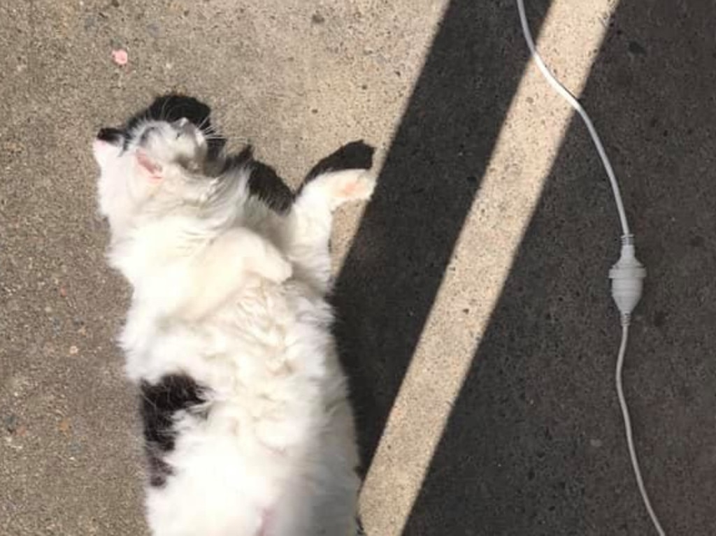 Rosie... the giant without a tail. Picture: Jane Taylor Dalton. Coolest Cat photo competition. Quest Community News and Courier Mail WRH