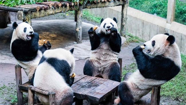 Are they humans in panda suits or pandas acting like humans?