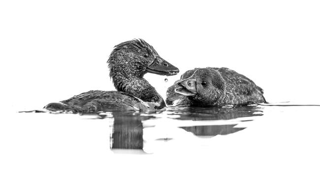 FASCINATING DROPLET Musk Duck Biziura lobata. Perth, Australia. Jason Moore, Australia. Category: Black and White. GOLD AWARD WINNER.