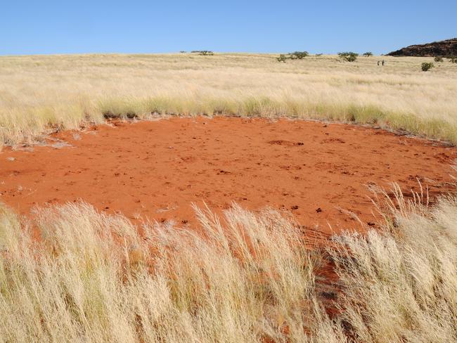 Fairies? Or sentient plants? The sizes of fairy circles may vary, ranging from two to more than twenty metres in diameter. Picture: Dr. Stephan Getzin/UFZ