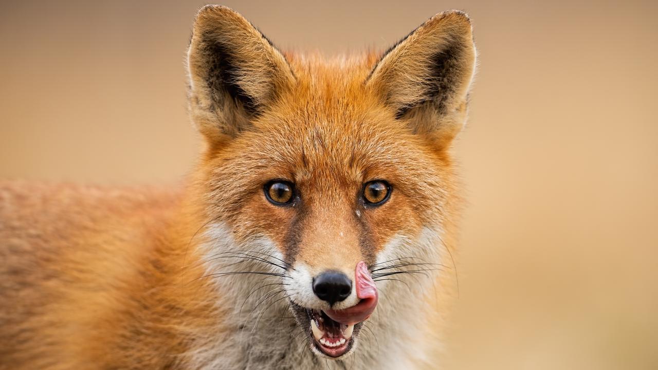 Council hires professional shooter to wipe out foxes