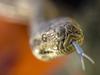 Snake bite victims urged to keep culprits out of emergency departments