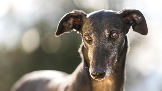 SMART daily Pets column. Black greyhound dog looking off camera off lead with ears sticking up.  Picture: iStock